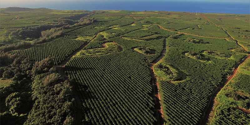 Mnet 154398 Kauai Coffee Farm Listing