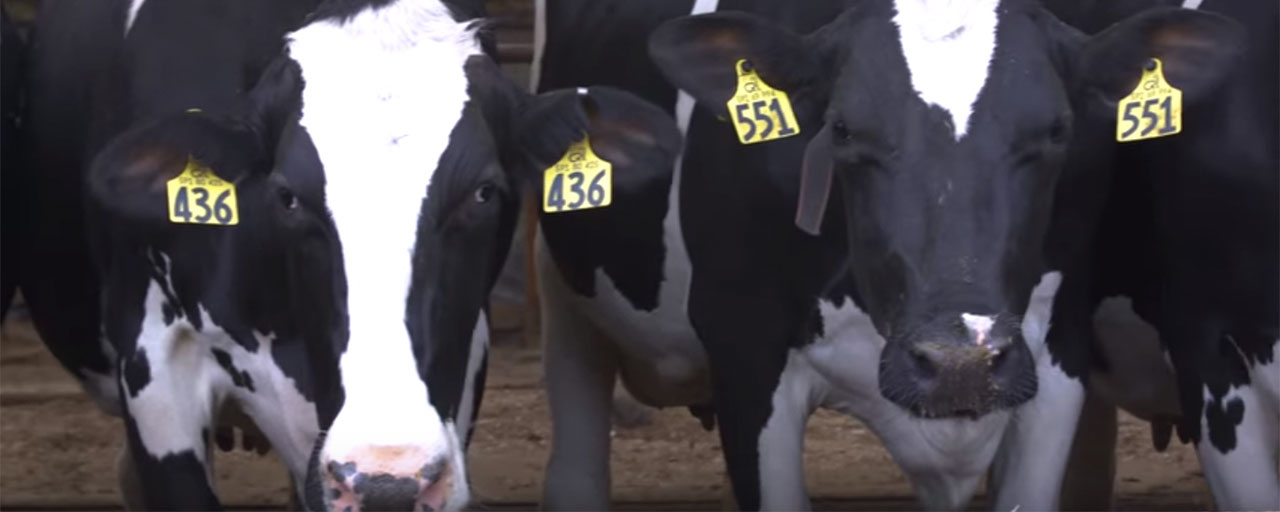 Mnet 193398 Milk Cows