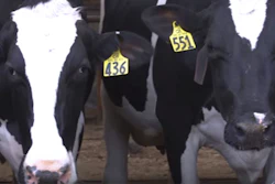 Mnet 193398 Milk Cows