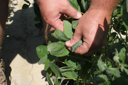 In this Tuesday, July 11, 2017, photo, East Arkansas farmer Reed Storey shows the damage to one of his soybean plants in Marvell, Ark. Storey said half of his soybean crop has shown damage from dicamba, an herbicide that has drifted onto unprotected fields and spawned hundreds of complaints from farmers. The complaints prompted Arkansas and Missouri to temporarily ban the herbicide. (AP Photo/Andrew DeMillo)