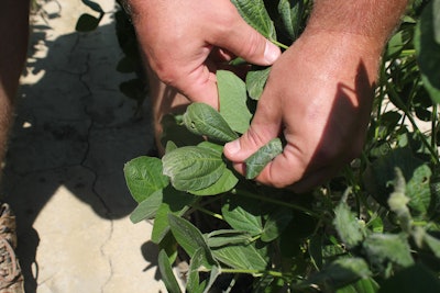 In this Tuesday, July 11, 2017, photo, East Arkansas farmer Reed Storey shows the damage to one of his soybean plants in Marvell, Ark. Storey said half of his soybean crop has shown damage from dicamba, an herbicide that has drifted onto unprotected fields and spawned hundreds of complaints from farmers. The complaints prompted Arkansas and Missouri to temporarily ban the herbicide. (AP Photo/Andrew DeMillo)
