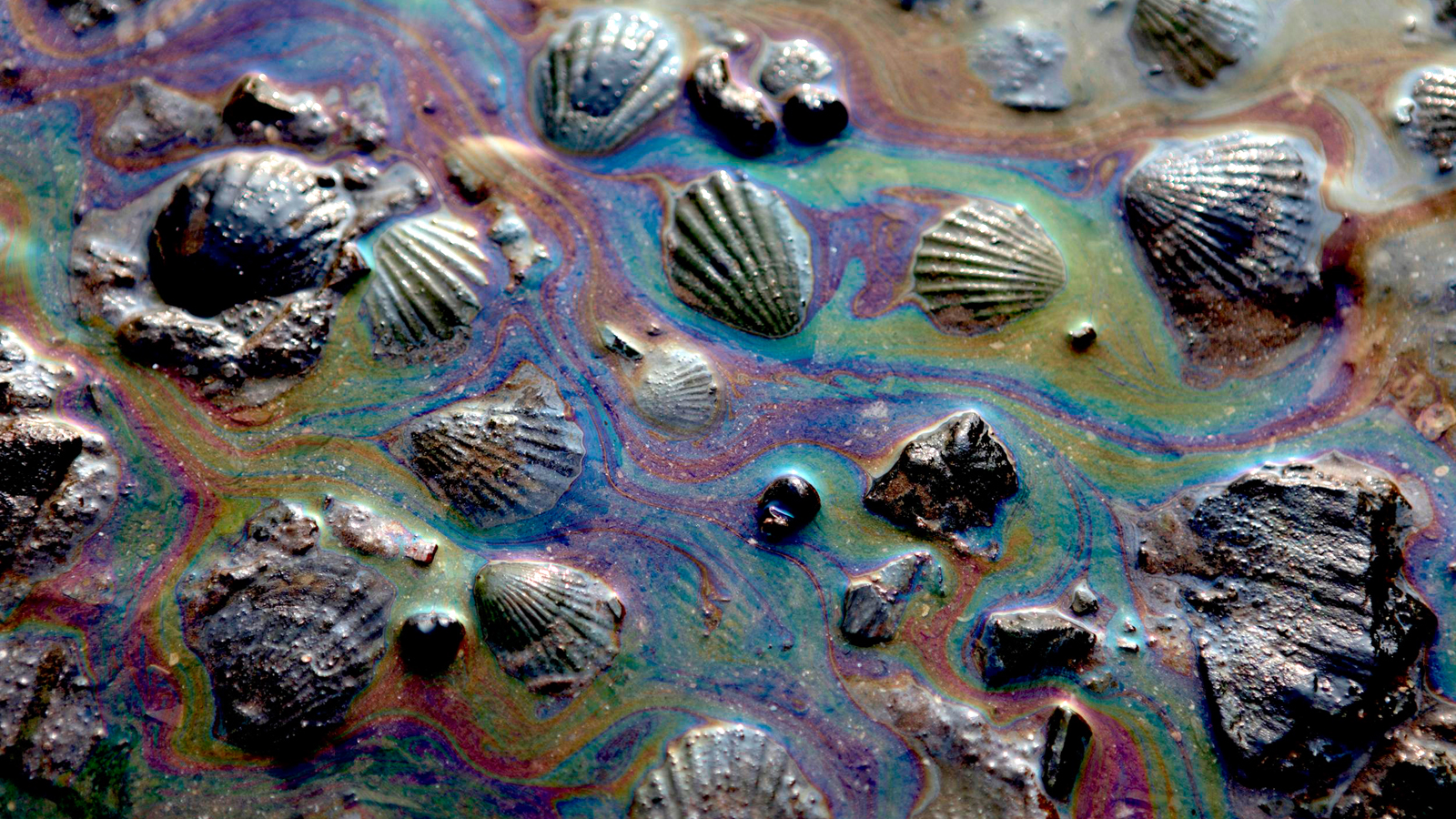 Mnet 125737 Oilspillshells