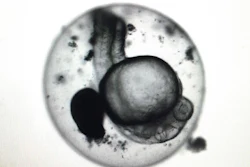 Mnet 125746 Fishembryo