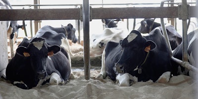In this photo taken June 29, 2017, cows lie down on a bed of sand in their stalls at Mystic Valley Dairy in Sauk City, Wis. The farm's owner Mitch Breunig has spent over $100,000 to improve his farm to make his cows happier, including making his barn and stalls bigger and adding fans and other air circulation equipment. (AP Photo/Carrie Antlfinger)