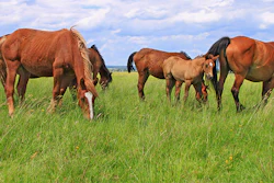 Mnet 154586 Horse Meat Listing