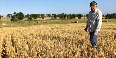 In this July 13, 2017, photo, farmer John Weinand surveys a wheat field near Beulah, N.D., that should be twice as tall as it is. Drought in western North Dakota this summer is laying waste to crops — some of which won't even be worth harvesting. (AP Photo/Blake Nicholson)