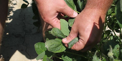 In this Tuesday, July 11, 2017, photo, East Arkansas farmer Reed Storey shows the damage to one of his soybean plants in Marvell, Ark. Storey said half of his soybean crop has shown damage from dicamba, an herbicide that has drifted onto unprotected fields and spawned hundreds of complaints from farmers. The complaints prompted Arkansas and Missouri to temporarily ban the herbicide. (AP Photo/Andrew DeMillo)