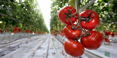 FILE - In this Jan. 29, 2007, file photo, ripe tomatoes await harvesting at the Backyard Farms greenhouse in Madison, Maine. It is one of the largest hydroponic greenhouses in New England. North Country Growers plans to start building its two, 10-acre hydroponic greenhouses in Berlin, N.H., in 2017, with planting in July 2018 and its first harvest in autumn. (AP Photo by Robert F. Bukaty, File)