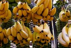 Mnet 193451 Wholesale Prices Bananas Ap