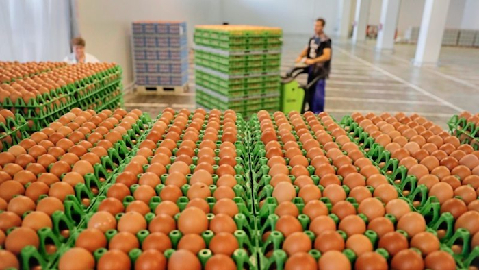A man transports eggs at a processing plant in Gaesti, southern Romania. The Dutch government appointed a former justice minister Wednesday, Aug. 23, 2017, to lead an investigation into the illegal use of a pesticide to treat laying hens for lice infestations, which sparked a food scare in Europe and beyond and led to the destruction of millions of eggs. (AP Photo/Vadim Ghirda)