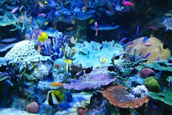 Mnet 125858 Coralreefs
