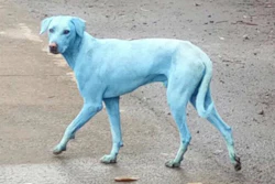 Mnet 125861 Blue Dogs In Navi Mumbai 889x574