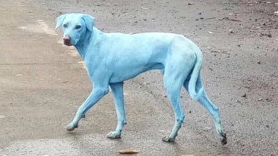 Mnet 125861 Blue Dogs In Navi Mumbai 889x574