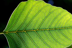 Mnet 125863 Plantleaf