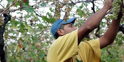 FILE - In this Sept. 14, 2007 file photo, a worker picks grapes for harvest in the vineyards of Castelcerino, above the village of Soave, Northern Italy. The Italian wine grape harvest is having its earliest start in a decade due to the effects of the summer 2017 heatwave and drought. (AP Photo/Martino Masotto, file)