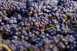Mnet 154777 Grapes Farmer Hero