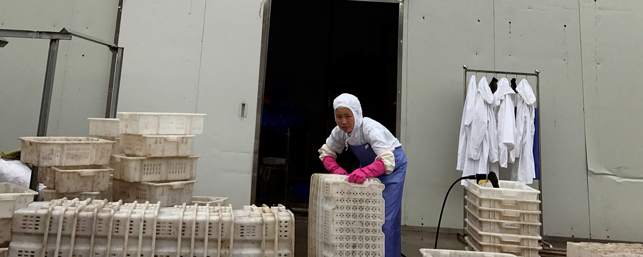 In this Sept. 2, 2017, photo, a worker stacks crates at the Yanbian Shenghai Industry & Trade Co. Ltd., which hires some North Korean workers to process seafood in the city of Hunchun in northeastern China's Jilin province. In an effort to boost the local economy, China and North Korea agreed several years ago to allow factories to contract for groups of North Korean workers, establishing an industrial zone with bargain-priced labor. (AP Photo/Ng Han Guan)