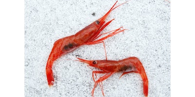 FILE - In this Jan. 6, 2012, file photo, northern shrimp lay on snow aboard a trawler in the Gulf of Maine. Seafood lovers might see the return of Maine shrimp to fish market counters and restaurants next year if interstate regulators decide the critter's population is strong enough. The Maine shrimp fishery has been shut down since 2013. (AP Photo/Robert F. Bukaty, File)