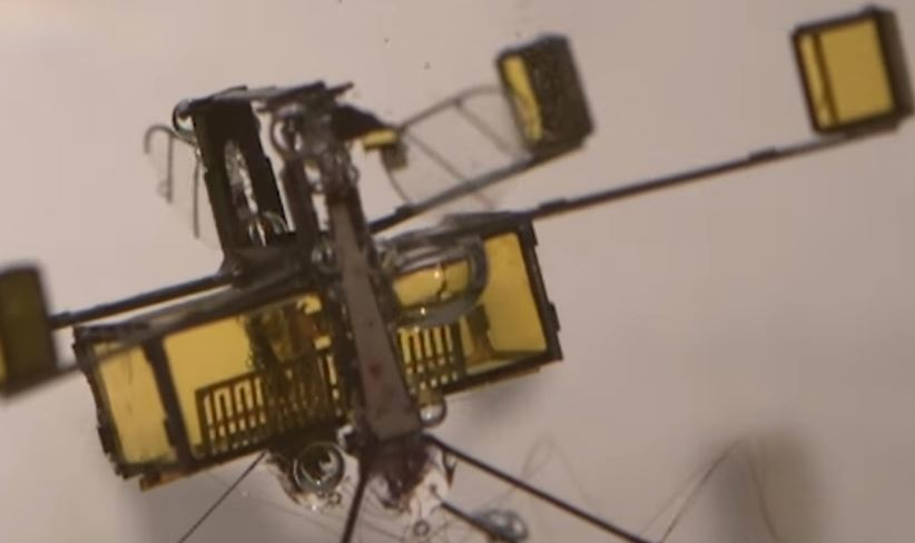 Mnet 109277 Cnn Bee Capture