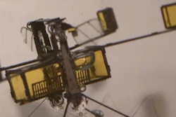 Mnet 109277 Cnn Bee Capture