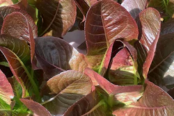 Mnet 155220 Ap Hydroponics Hero
