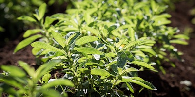 PureCircle stevia plants