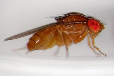 High pressure cleaning can lead to more rapid deterioration of floor coatings and tile grout, increasing floor attractiveness to pests like the small flies, Drosophila repleta and Drosophila melanogaster. (Image courtesy of McCloud Services)