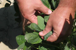 FILE - In this July 11, 2017, file photo, East Arkansas farmer Reed Storey shows the damage to one of his soybean plants in Marvell, Ark. Storey said half of his soybean crop has shown damage from dicamba, an herbicide that has drifted onto unprotected fields and spawned hundreds of complaints from farmers. Minnesota has announced restrictions on the use of the herbicide dicamba for 2018 in response to complaints by soybean growers across the country that it harmed their crops this year. The Minnesota Department of Agriculture on Tuesday, Dec. 12, 2017, set a June 20 cut-off date for applying the herbicide. (AP Photo/Andrew DeMillo, File File)