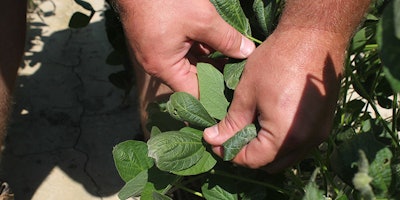 FILE - In this July 11, 2017, file photo, East Arkansas farmer Reed Storey shows the damage to one of his soybean plants in Marvell, Ark. Storey said half of his soybean crop has shown damage from dicamba, an herbicide that has drifted onto unprotected fields and spawned hundreds of complaints from farmers. Minnesota has announced restrictions on the use of the herbicide dicamba for 2018 in response to complaints by soybean growers across the country that it harmed their crops this year. The Minnesota Department of Agriculture on Tuesday, Dec. 12, 2017, set a June 20 cut-off date for applying the herbicide. (AP Photo/Andrew DeMillo, File File)