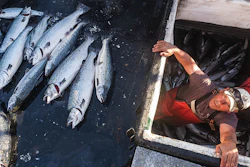 Mnet 155449 Salmon Fine Hero