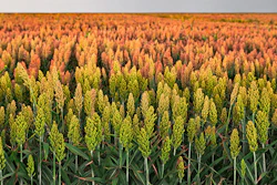 Mnet 109820 Sorghum