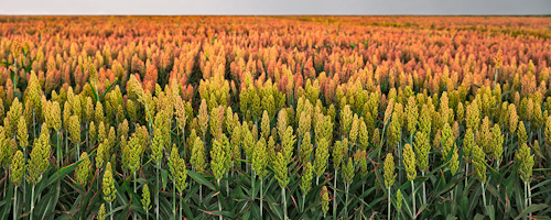 Mnet 109820 Sorghum