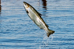 Mnet 155573 Salmon Farming Hero 0