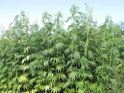 In this Aug. 13, 2015, file photo, hemp plants tower above researchers who tend to them at a research farm in Lexington, Ky. Image credit:AP Photo/Bruce Schreiner, File