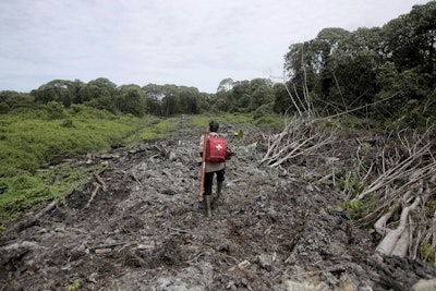 In this Thursday, Aug. 10, 2017, file photo, a conservationist carries a medical pack and tranquilizer rifle during a rescue operation for orangutans trapped at a swath of damaged forest near a palm oil plantation in Tripa, Aceh province, Indonesia. Image credit: AP Photo/Binsar Bakkara, File