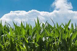 Mnet 126573 Cornfield