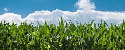 Mnet 126573 Cornfield