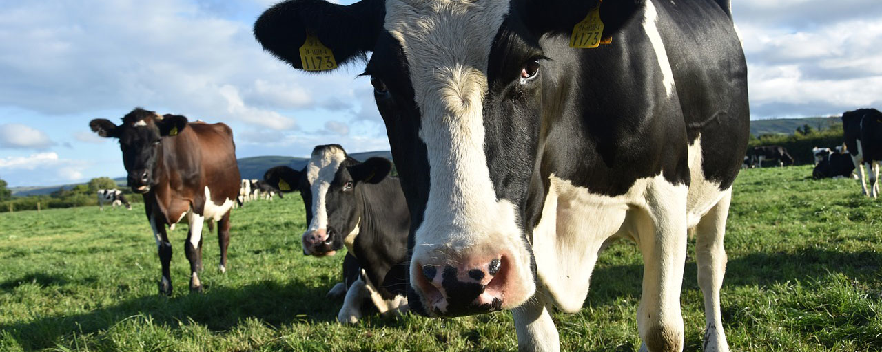 Mnet 126632 Cow Methane