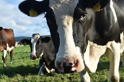 Mnet 126632 Cow Methane