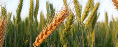 Mnet 126635 Wheat Crops