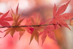 Mnet 126649 Fall Leave