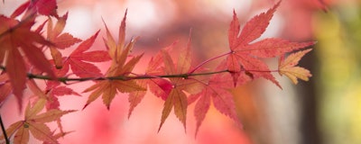 Mnet 126649 Fall Leave