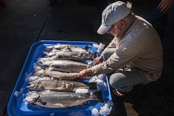 FILE - In this Tuesday, Aug. 22, 2017, file photo, Riley Starks of Lummi Island Wild shows three of the farm-raised Atlantic salmon that were caught alongside four healthy Kings in Point Williams, Wash. The Washington Legislature on Friday, March 2, 2018, voted to phase out marine Atlantic salmon aquaculture, an industry that has operated for decades in the state but has come under fire after tens of thousands of nonnative fish escaped into local waters last summer. (Dean Rutz/The Seattle Times via AP, File)
