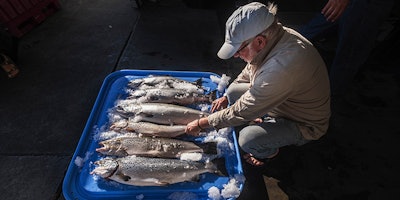 FILE - In this Tuesday, Aug. 22, 2017, file photo, Riley Starks of Lummi Island Wild shows three of the farm-raised Atlantic salmon that were caught alongside four healthy Kings in Point Williams, Wash. The Washington Legislature on Friday, March 2, 2018, voted to phase out marine Atlantic salmon aquaculture, an industry that has operated for decades in the state but has come under fire after tens of thousands of nonnative fish escaped into local waters last summer. (Dean Rutz/The Seattle Times via AP, File)