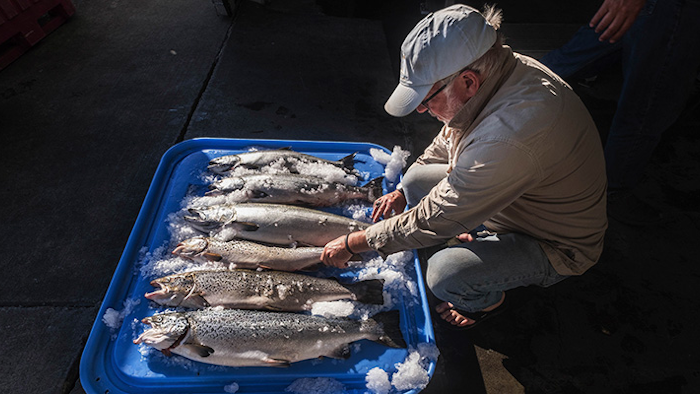 FILE - In this Tuesday, Aug. 22, 2017, file photo, Riley Starks of Lummi Island Wild shows three of the farm-raised Atlantic salmon that were caught alongside four healthy Kings in Point Williams, Wash. The Washington Legislature on Friday, March 2, 2018, voted to phase out marine Atlantic salmon aquaculture, an industry that has operated for decades in the state but has come under fire after tens of thousands of nonnative fish escaped into local waters last summer. (Dean Rutz/The Seattle Times via AP, File)
