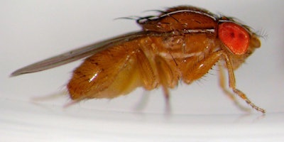 Recycled cans and bottles that are not completely rinsed out may have sugary juices or syrups inside, which could develop an issue with small fruit flies.