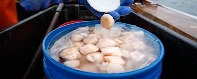 Mnet 155699 Scallops Hero New