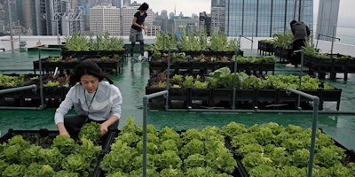 In this Nov. 14, 2017, photo, volunteers pick lettuce growing in rows of low black plastic planters on a decommissioned helipad on the roof of the 38-story Bank of America tower, in Hong Kong. High above downtown Hong Kong's bustling, traffic-clogged streets, a group of office workers toil away. They're working not on a corporate acquisition or a public share offering but on harvesting a bumper crop of lettuce atop one of the skyscrapers studding the city's skyline. (AP Photo/Kin Cheung)