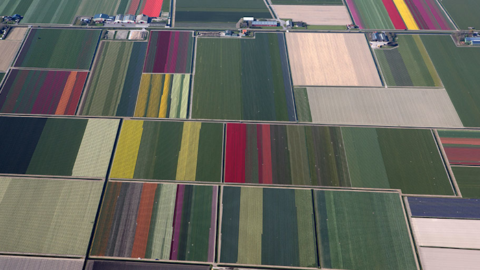 Mnet 194510 Tulip Fields Netherlands Ap 0