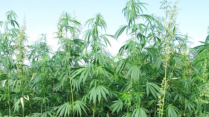 Mnet 194534 Hemp Production Ap